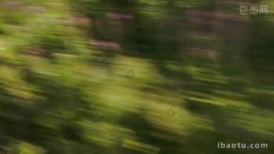 从一列经过的绿色树木和灌木丛的高速列车上看到的景色